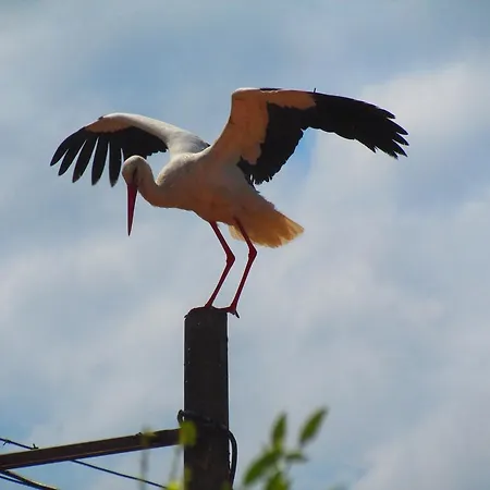 Amazon Antique 4* Selçuk